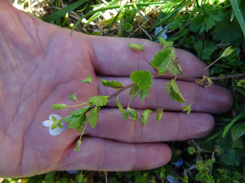 Veronica persica / Veronica di Persia